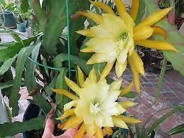 Epiphyllum Flower Seeds Heirloom Non GMO Planting - 100 for planting in home garden